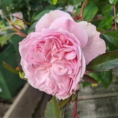 Silas Marner Trandafir Englezesc Floribunda butași trandafiri de grădină