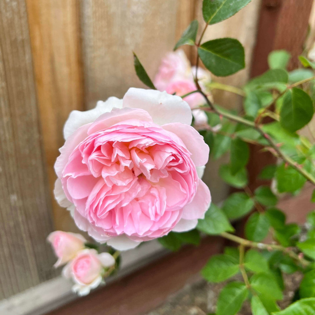 Silas Marner Trandafir Englezesc Floribunda butași trandafiri de grădină