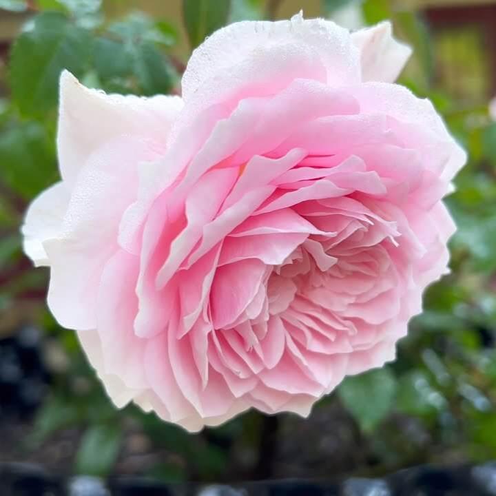 Silas Marner Trandafir Englezesc Floribunda butași trandafiri de grădină