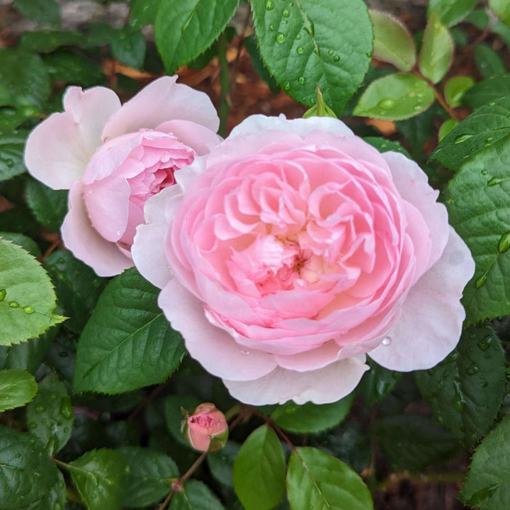 Silas Marner Trandafir Englezesc Floribunda butași trandafiri de grădină