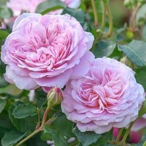 Silas Marner Trandafir Englezesc Floribunda butași trandafiri de grădină