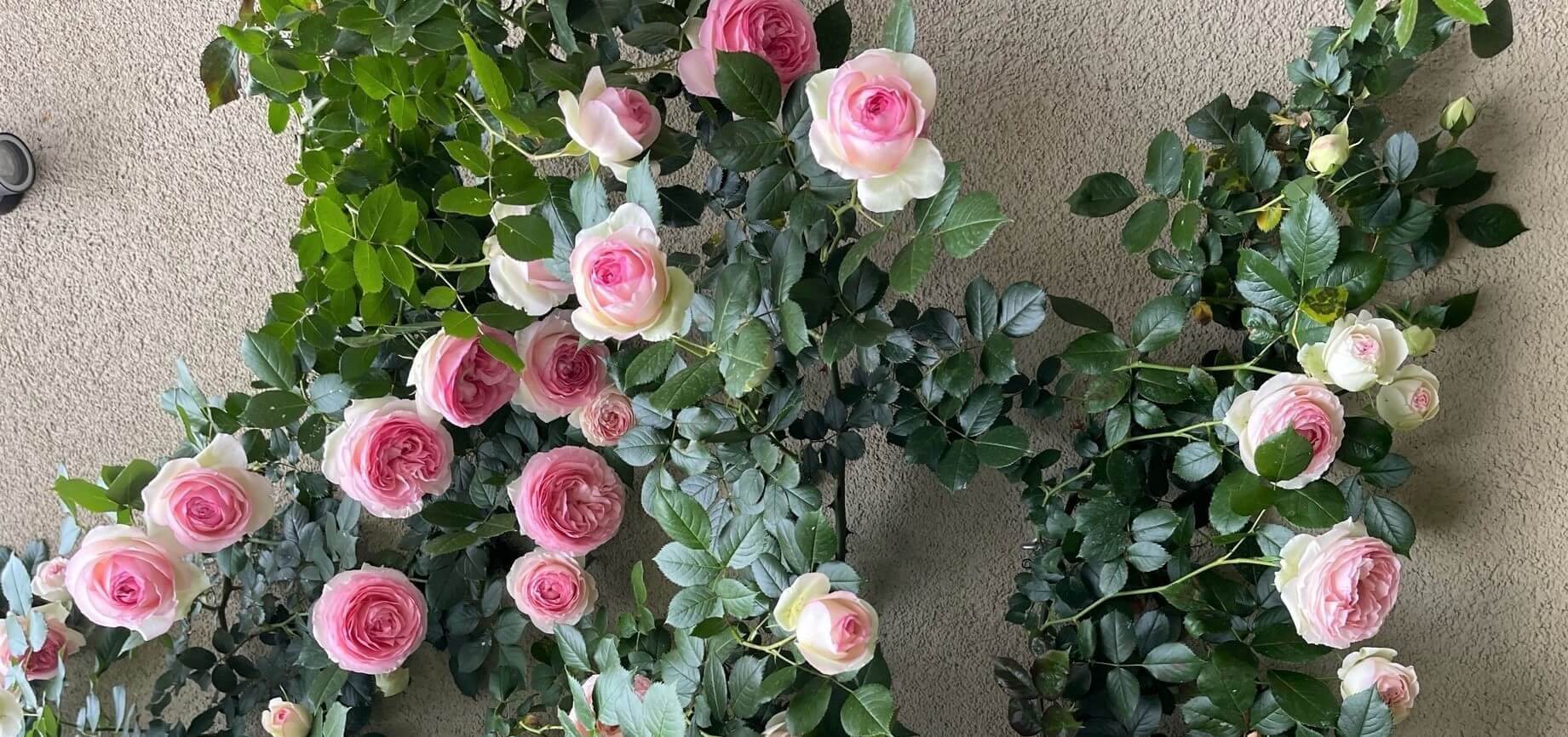 Trandafiri butasi - Eden Rose