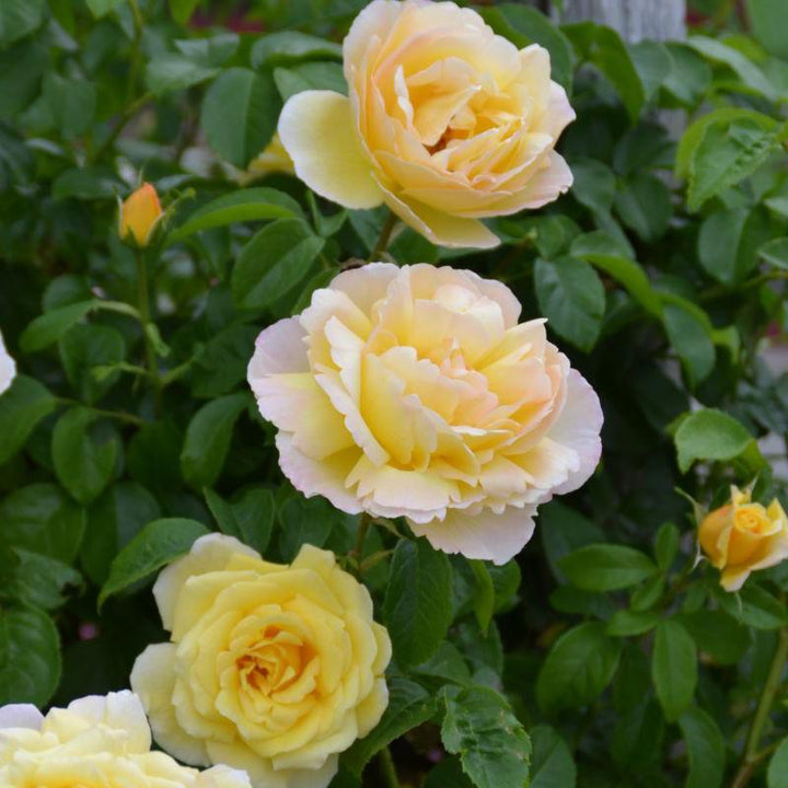 Soleil Vertical Trandafir Cățărător Urcător butași trandafiri de grădină