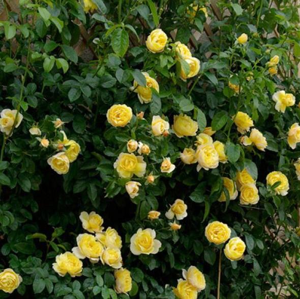 Soleil Vertical Trandafir Cățărător Urcător butași trandafiri de grădină