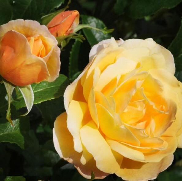 Soleil Vertical Trandafir Cățărător Urcător butași trandafiri de grădină