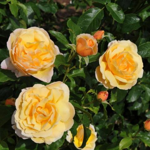 Soleil Vertical Trandafir Cățărător Urcător butași trandafiri de grădină