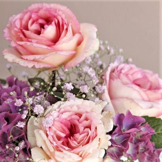 Souvenir de Baden Baden Trandafir Teahibrid butași trandafiri de grădină