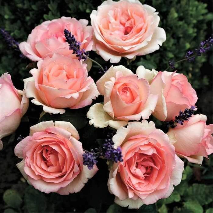 Souvenir de Baden Baden Trandafir Teahibrid butași trandafiri de grădină