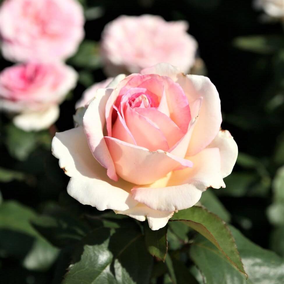 Souvenir de Baden Baden Trandafir Teahibrid butași trandafiri de grădină