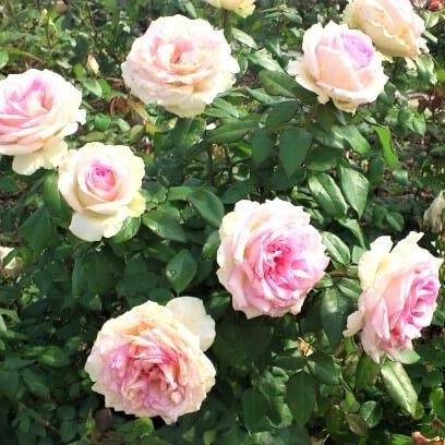 Souvenir de Baden Baden Trandafir Teahibrid butași trandafiri de grădină