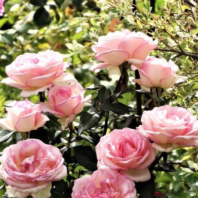 Souvenir de Baden Baden Trandafir Teahibrid butași trandafiri de grădină