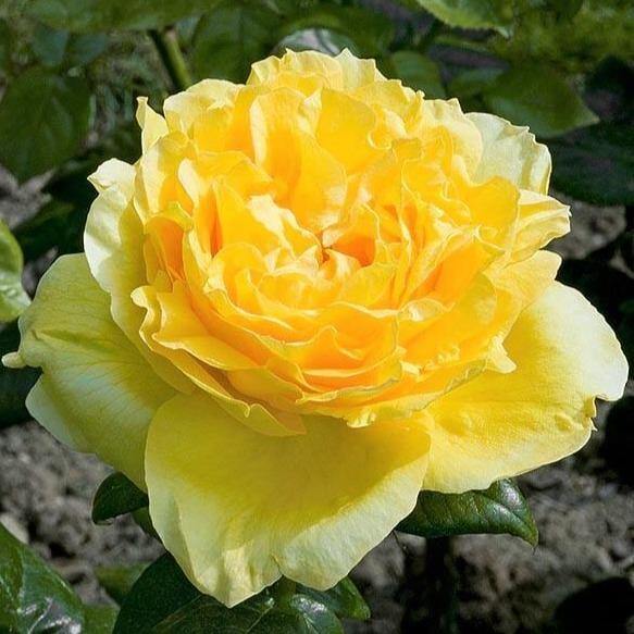 Souvenir de Marcel Proust Trandafir Floribunda butași trandafiri de grădină