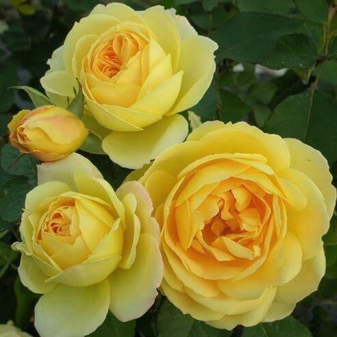 Souvenir de Marcel Proust Trandafir Floribunda butași trandafiri de grădină