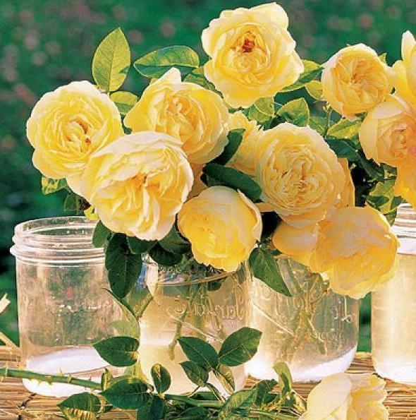 Souvenir de Marcel Proust Trandafir Floribunda butași trandafiri de grădină