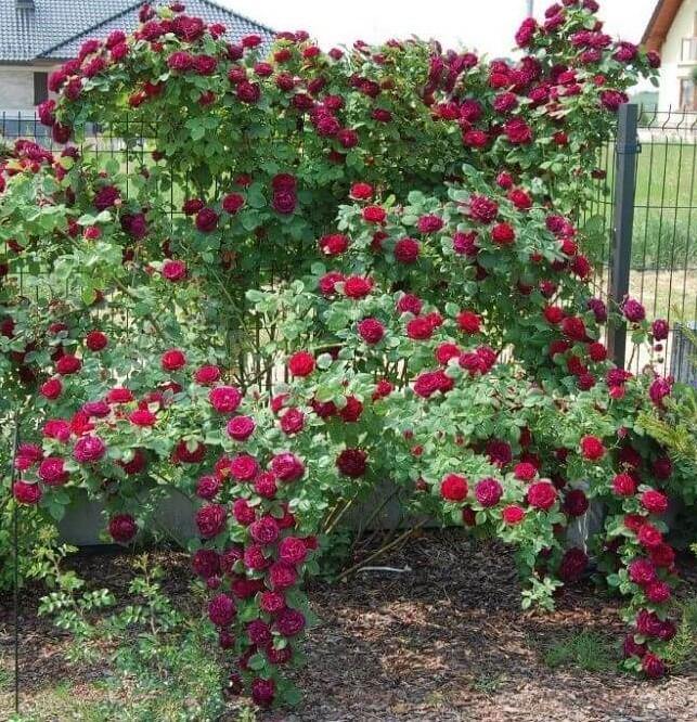 Souvenir du Docteur Jamain Trandafir Cățărător Urcător butași trandafiri de grădină