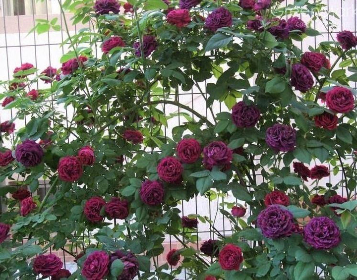 Souvenir du Docteur Jamain Trandafir Cățărător Urcător butași trandafiri de grădină