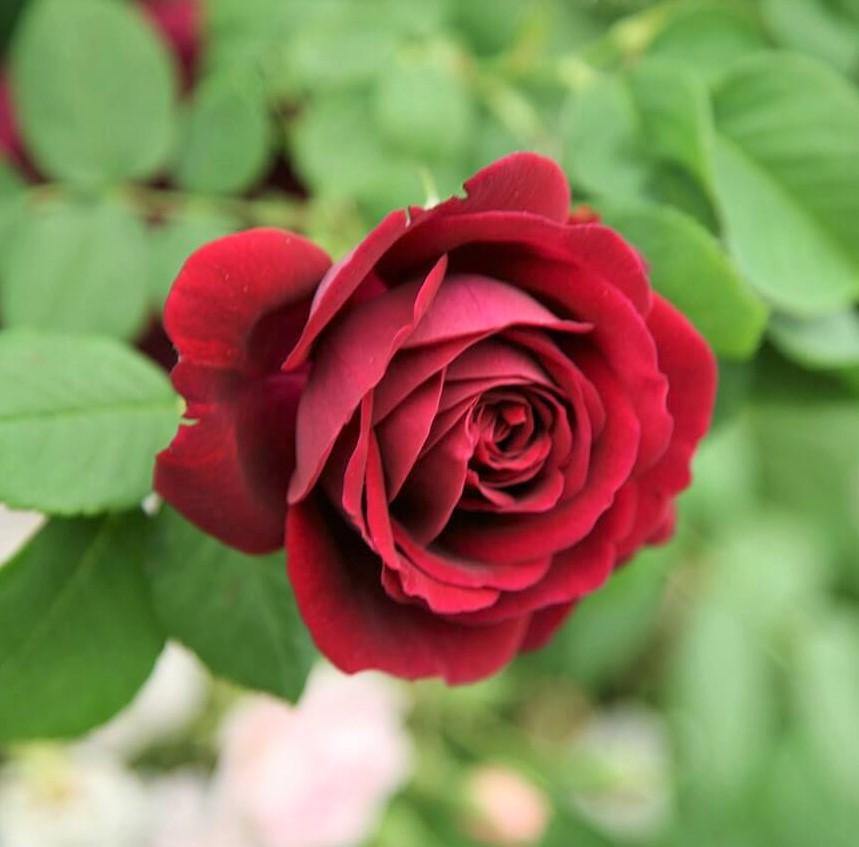 Souvenir du Docteur Jamain Trandafir Cățărător Urcător butași trandafiri de grădină