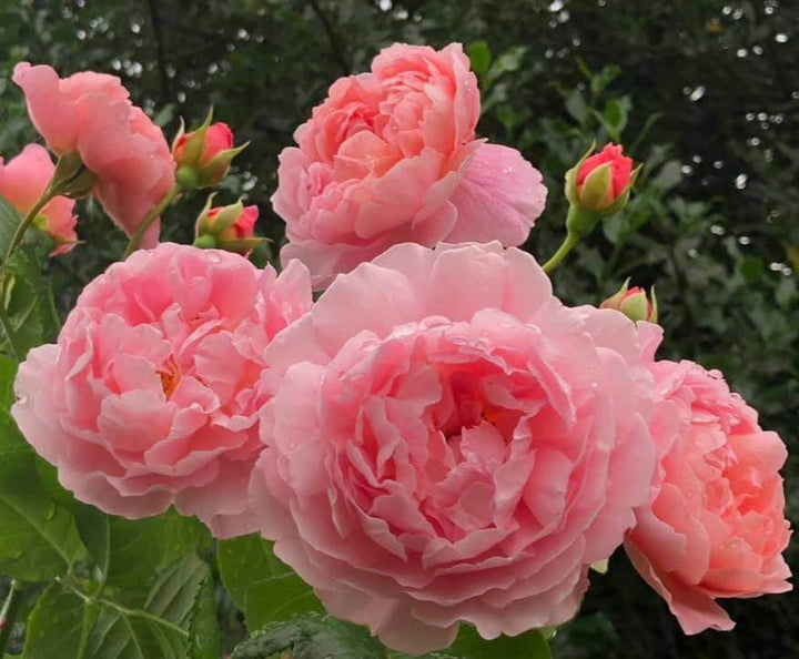 Strawberry Hill Trandafir Englezesc Cățărător Urcător butași trandafiri de grădină