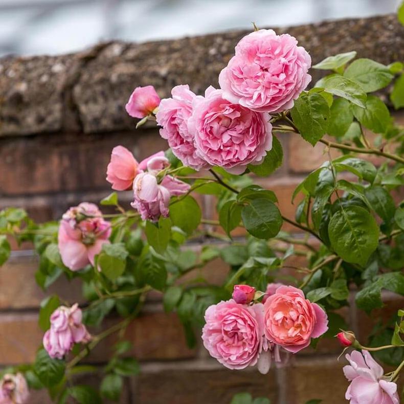 Strawberry Hill Trandafir Englezesc Cățărător Urcător butași trandafiri de grădină