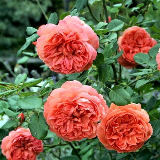 Summer Song Trandafir Englezesc Floribunda butași trandafiri de grădină