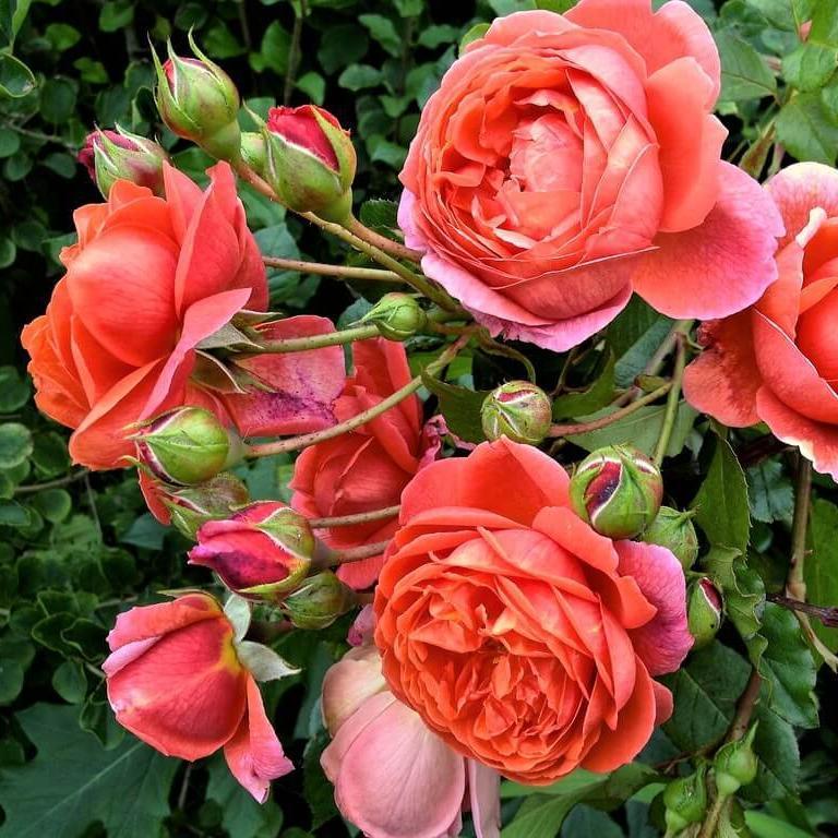 Summer Song Trandafir Englezesc Floribunda butași trandafiri de grădină