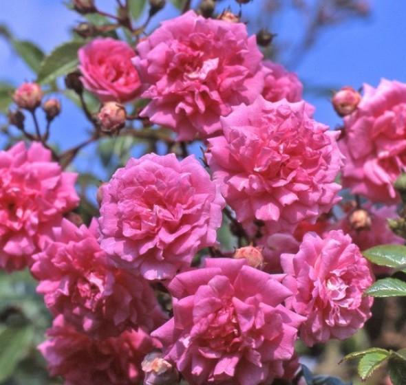 Super Dorothy Trandafir Cățărător Urcător butași trandafiri de grădină