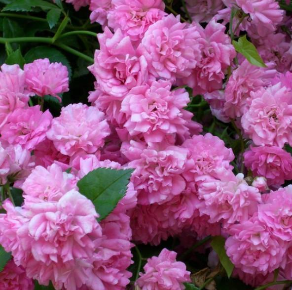 Super Dorothy Trandafir Cățărător Urcător butași trandafiri de grădină