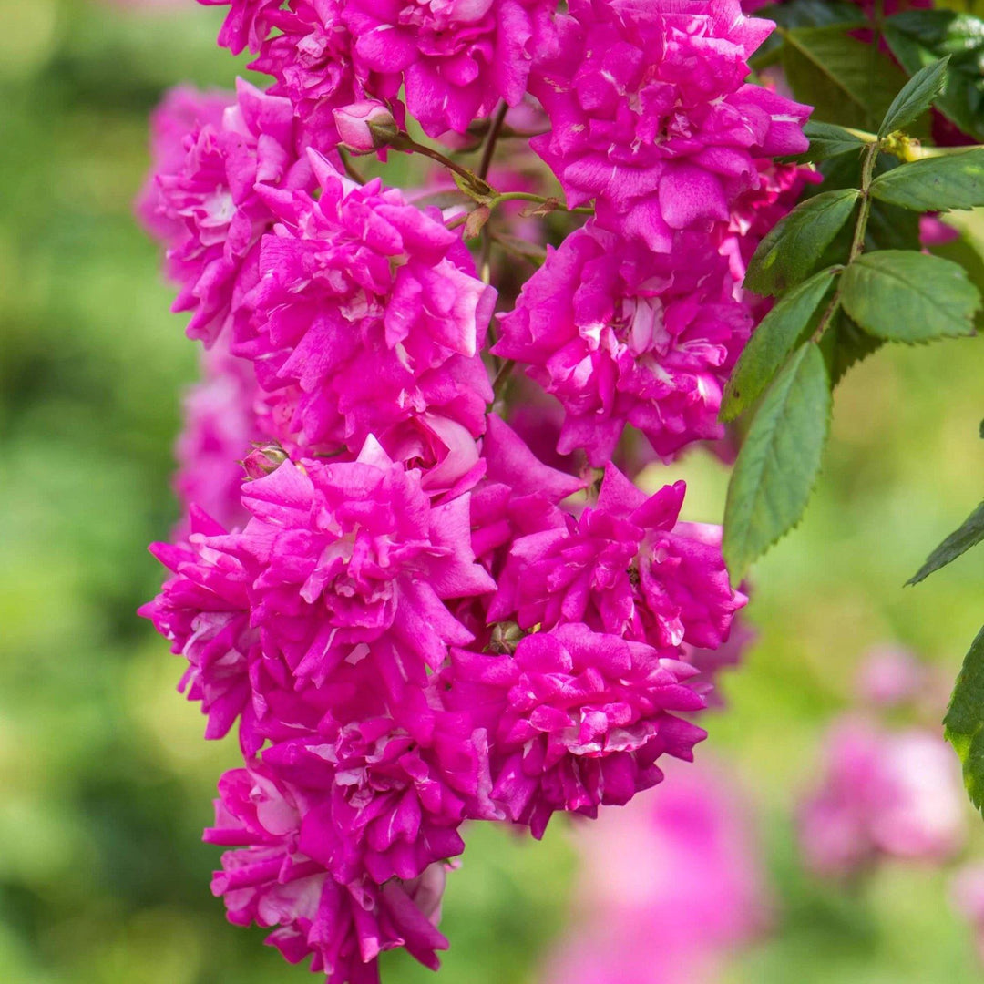 Super Excelsa Trandafir Cățărător Urcător butași trandafiri de grădină