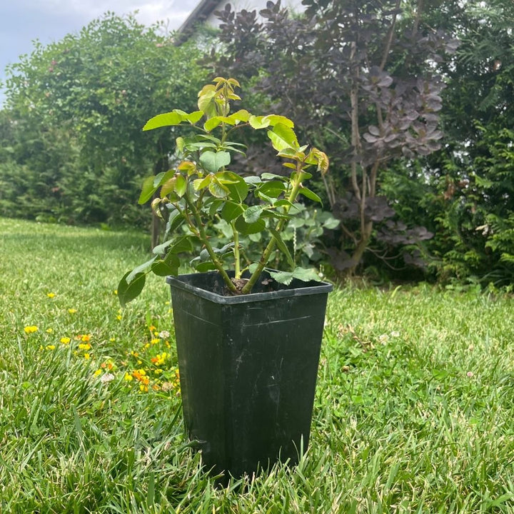 -40% Mega Promoție : Trandafiri Surpriză  butași trandafiri de grădină