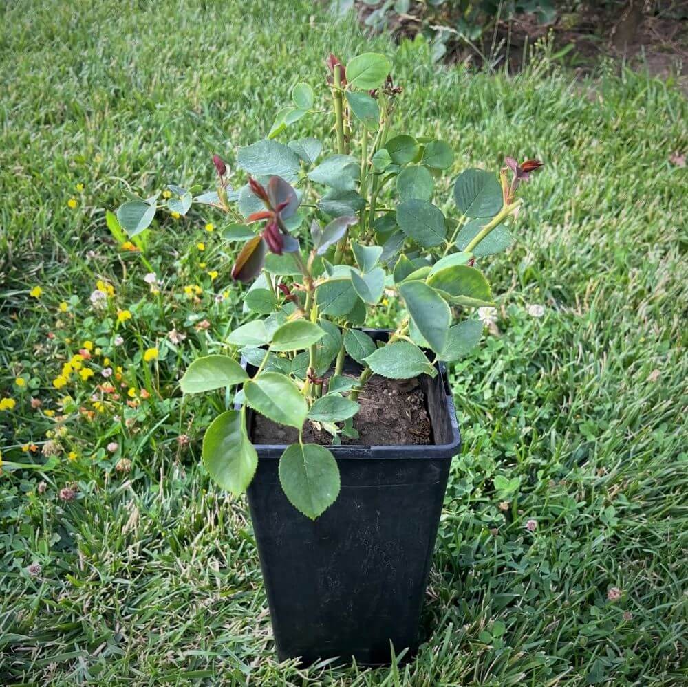 -40% Mega Promoție : Trandafiri Surpriză  butași trandafiri de grădină