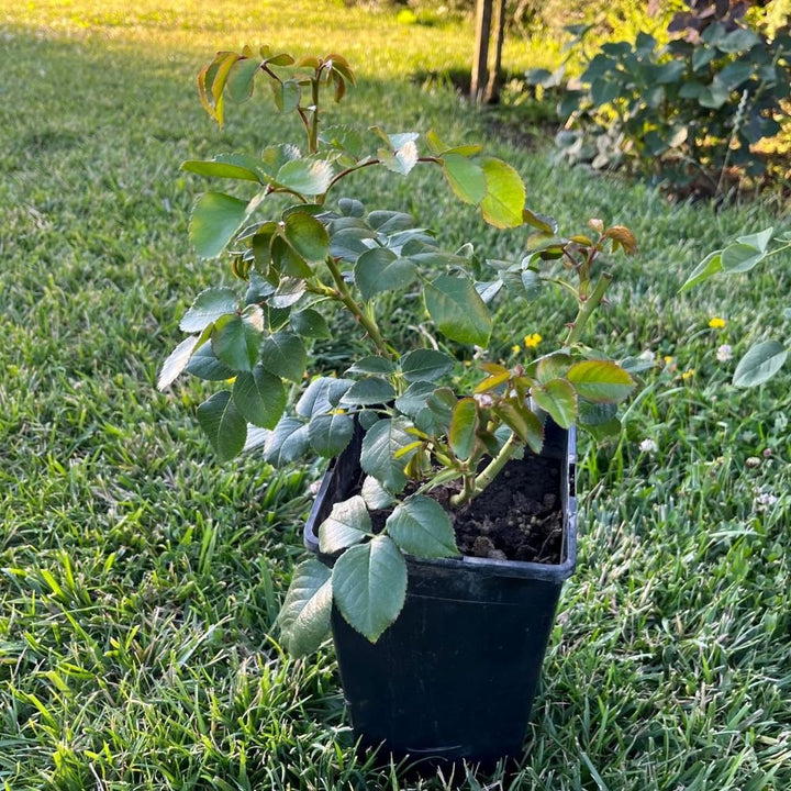 -40% Mega Promoție : Trandafiri Surpriză  butași trandafiri de grădină