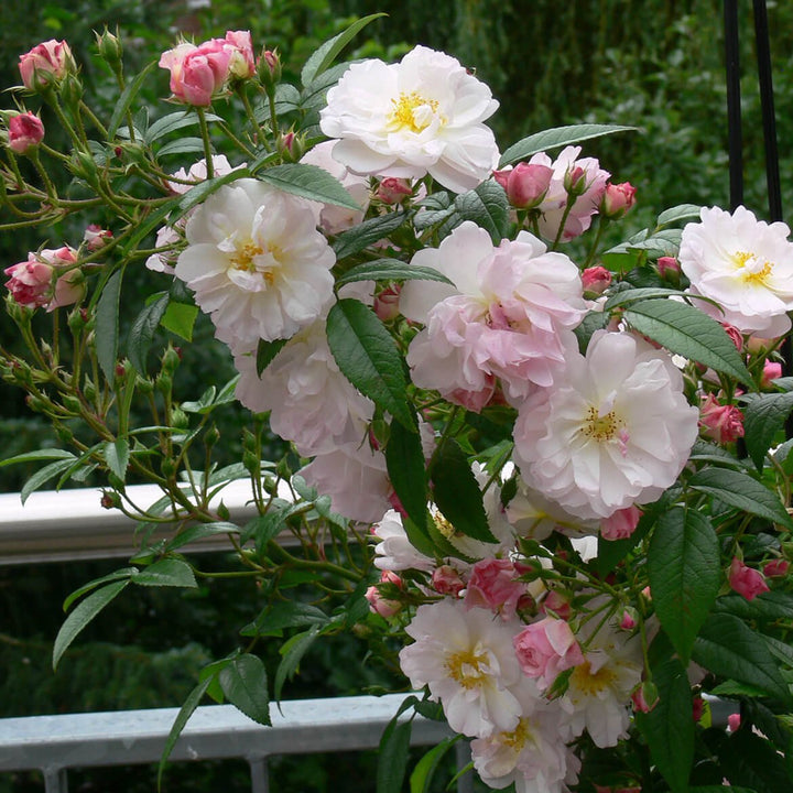 Sweet Siluetta Trandafir Cățărător Urcător butași trandafiri de grădină