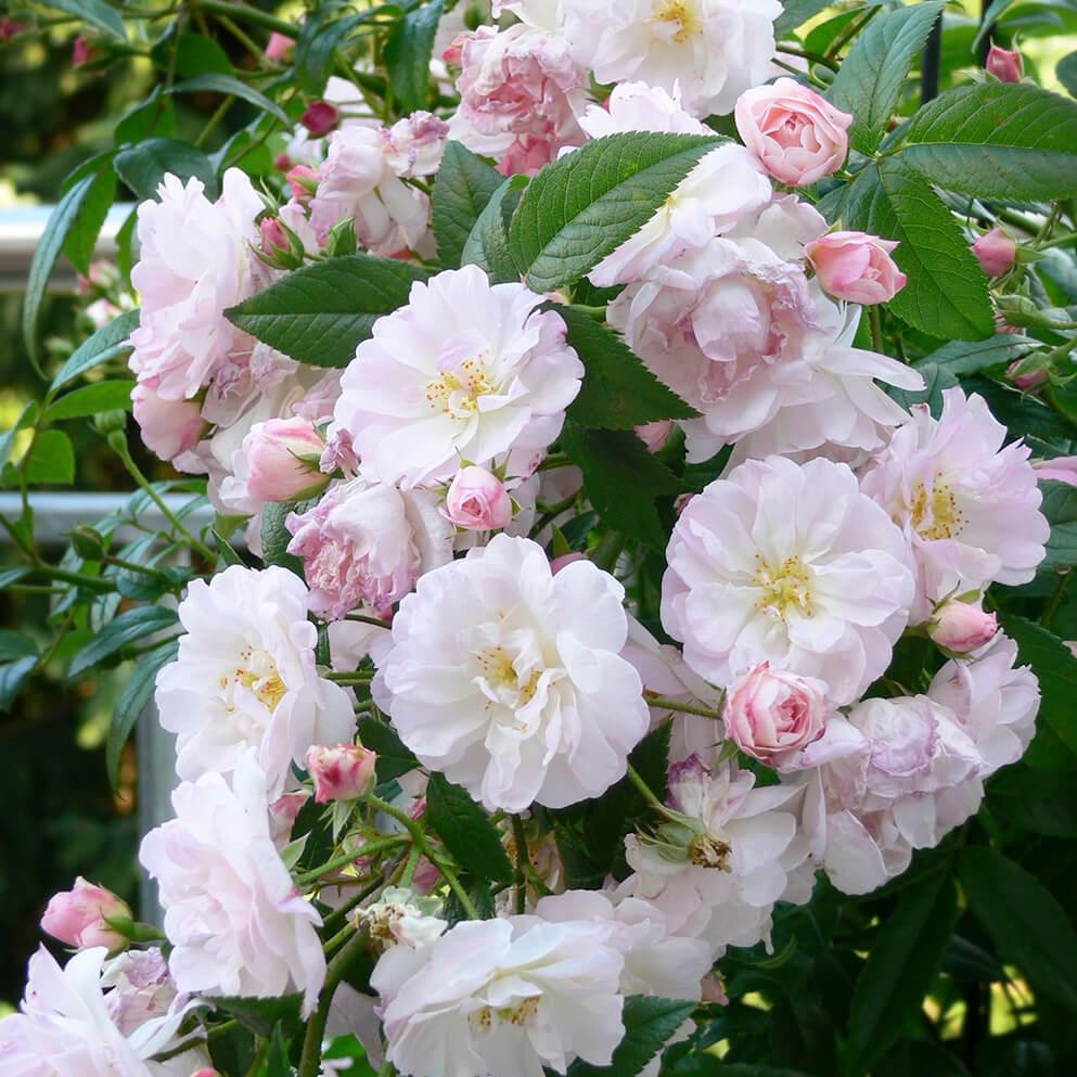 Sweet Siluetta Trandafir Cățărător Urcător butași trandafiri de grădină