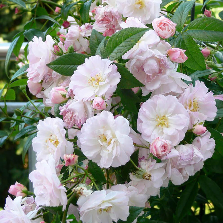 Sweet Siluetta Trandafir Cățărător Urcător butași trandafiri de grădină