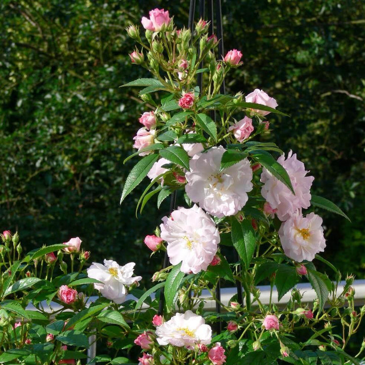Sweet Siluetta Trandafir Cățărător Urcător butași trandafiri de grădină