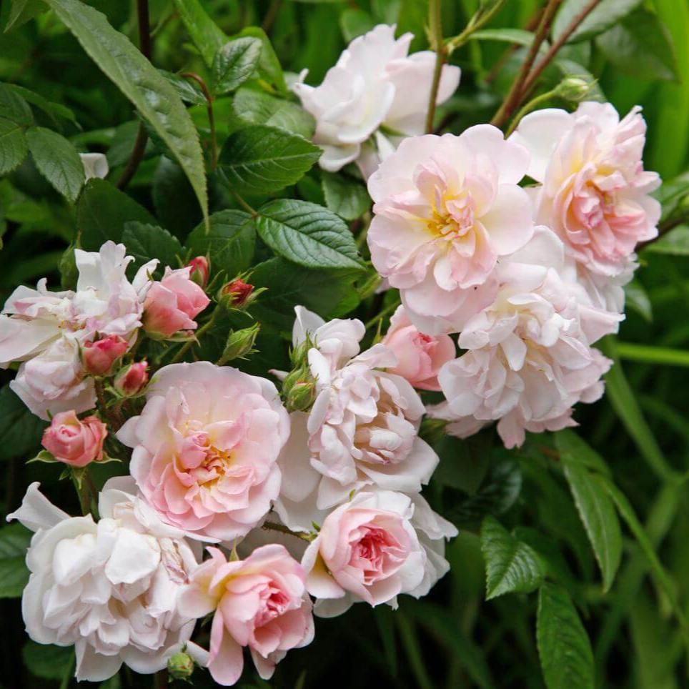 Sweet Siluetta Trandafir Cățărător Urcător butași trandafiri de grădină