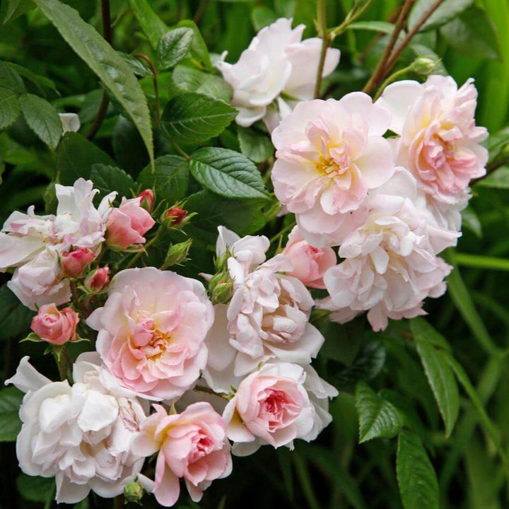 Sweet Siluetta Trandafir Cățărător Urcător butași trandafiri de grădină