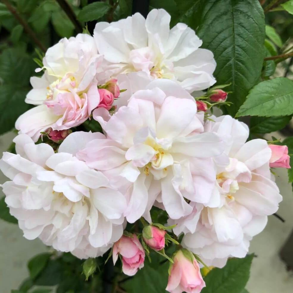 Sweet Siluetta Trandafir Cățărător Urcător butași trandafiri de grădină