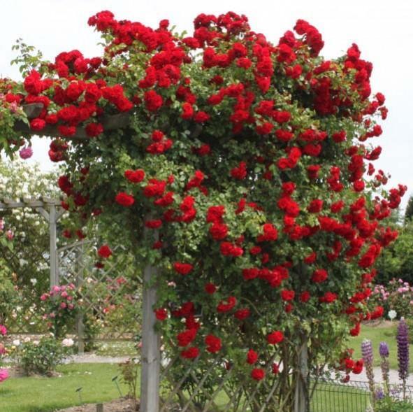 Sympathie Trandafir Cățărător Urcător butași trandafiri de grădină