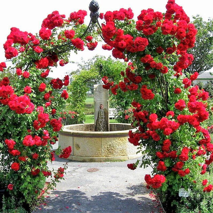 Sympathie Trandafir Cățărător Urcător butași trandafiri de grădină