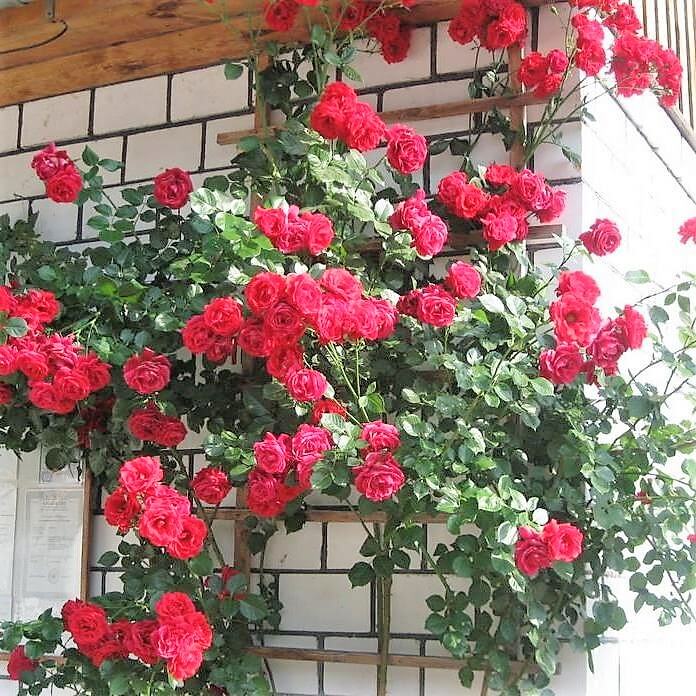 Sympathie Trandafir Cățărător Urcător butași trandafiri de grădină