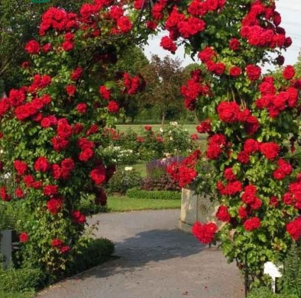 Sympathie Trandafir Cățărător Urcător butași trandafiri de grădină