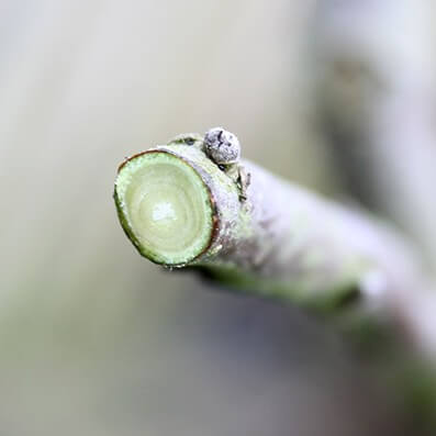 Foarfeca profesionala OKATSUNE 103