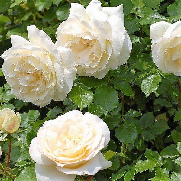 Tchaikovsky Butasi trandafiri de gradina butași trandafiri de grădină