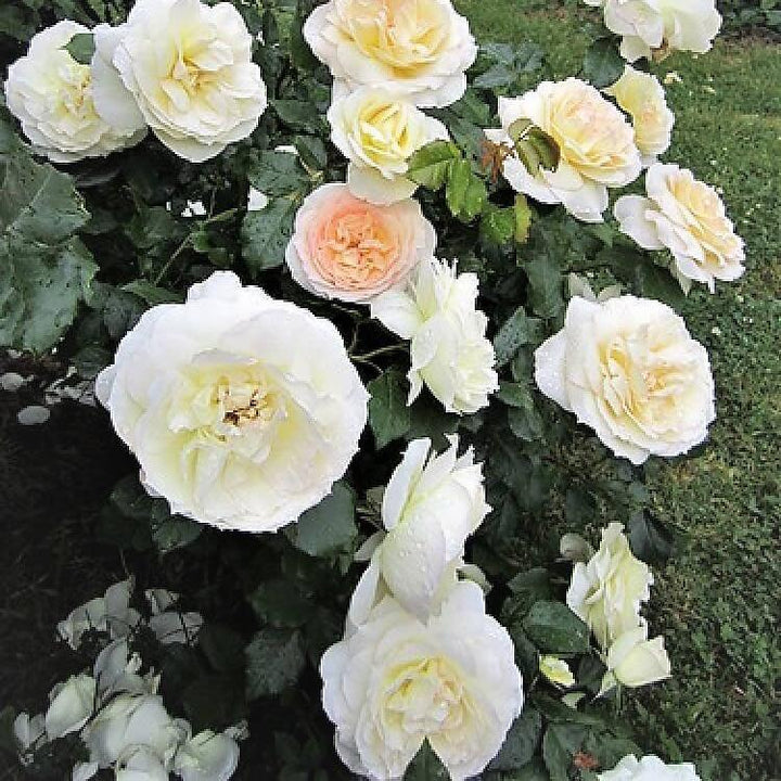 Tchaikovsky Butasi trandafiri de gradina butași trandafiri de grădină