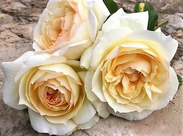 Tchaikovsky Butasi trandafiri de gradina butași trandafiri de grădină