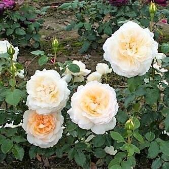 Tchaikovsky Butasi trandafiri de gradina butași trandafiri de grădină