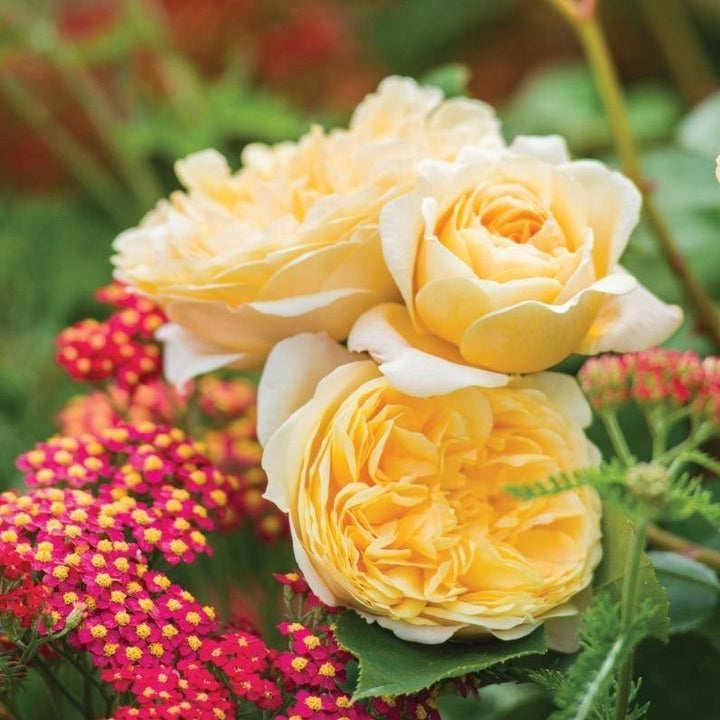 Teasing Georgia Butasi trandafiri de gradina butași trandafiri de grădină