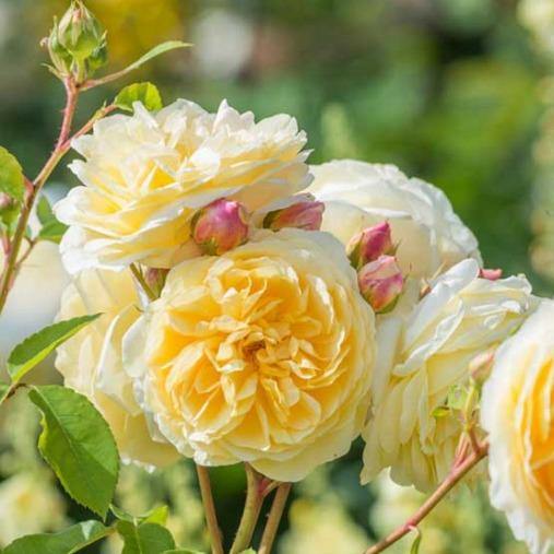 Teasing Georgia Butasi trandafiri de gradina butași trandafiri de grădină