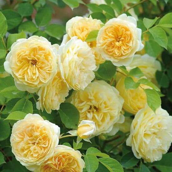 Teasing Georgia Butasi trandafiri de gradina butași trandafiri de grădină